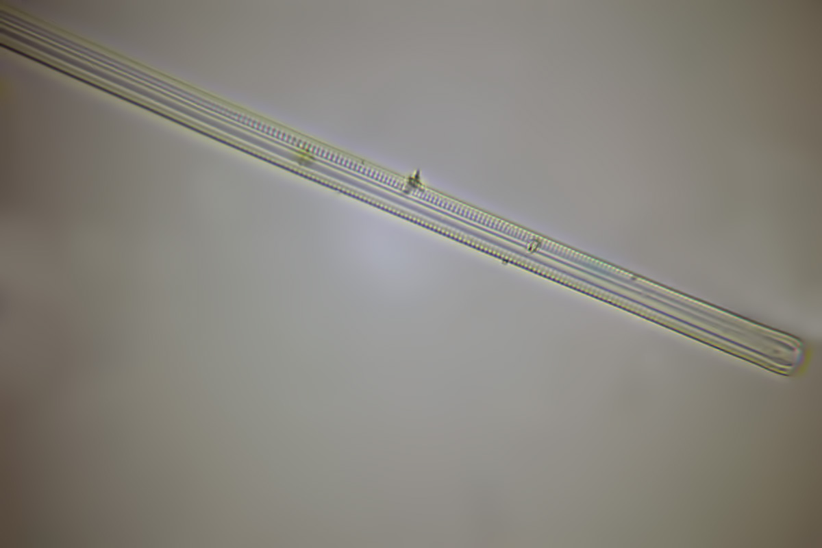 Prima diatomea (o solo frustolo?)